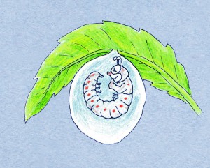 Lillibit as an egg